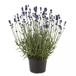 3 LAVANDA aromatico